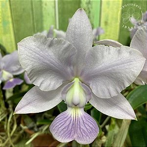 CATTLEYA WALKERIANA COERULEA " EDWARD´S X MARIMBONDO " + JANGADA DE PAU DE CAFE ( MUDA )