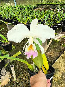 CATTLEYA LABIATA S/A - CARNEA #3X#1