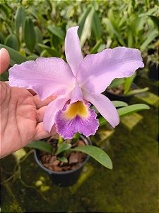 CATTLEYA PORTIA COERULEA