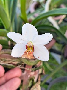 Holcoglossum rupestre x rhynchostylis gigantea pink