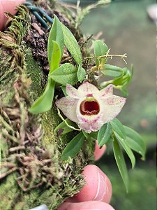 Dendrobium hekouense ( planta adulta )