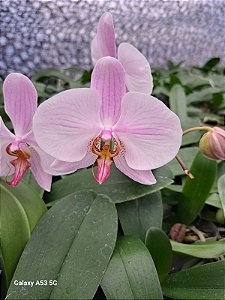 PHALAENOPSIS LORIS SOPHIA LARSON