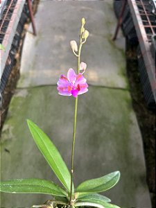 phalaenopsis doritis pulcherrima trilabelo " 618 "