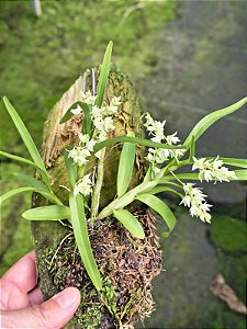 Dendrobium compactum