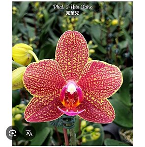 PHALAENOPSIS I-HSIN CLAIRE