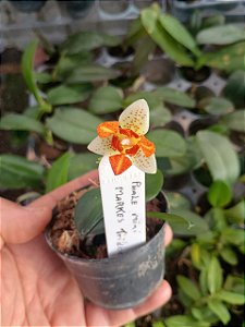 PHALAENOPSIS MINI MARK " TRILABELO " PLANTA ADULTA