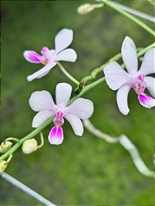 PHALAENOPSIS LOWII X DELICIOSA