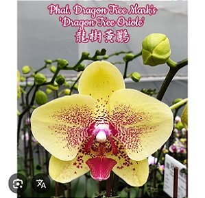 PHALAENOPSIS DRAGON TREE MARK´S " DRAGON TREE ORIOLE"