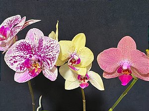 PHALAENOPSIS KIT COM 3 UNIDADES ( ADULTA )
