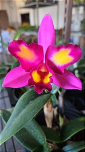RTH JAIRAK DELIGHT PLANTA ADULTA - Orquidario Ibanez