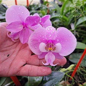PHALAENOPSIS SCHILLERIANA ( ADULTA )