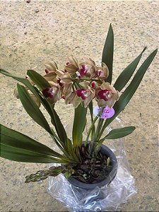 CYMBIDIUM SPRING WIND - PENDENTE