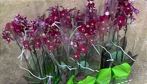 PHALAENOPSIS CARTAGENA PLANTA ADULTA