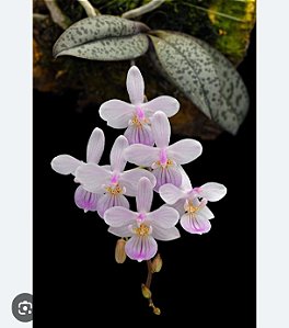 PHALAENOPSIS LINDENII