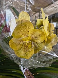 VANDA IMPORTADA #3