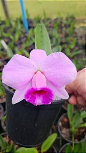 L. PRESTANS ( RUBRA CALIMAN X CONCOLOR )
