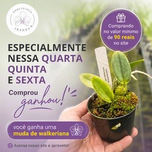 WALKERIANA MUDA