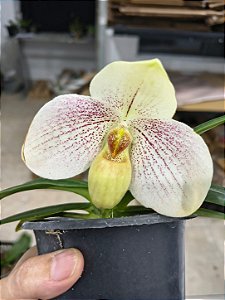 Paphiopedillum " GREYI X WILBUR CHANG "