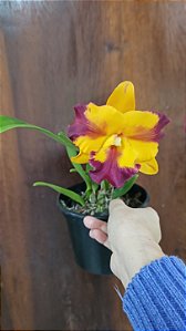 CATTLEYA PLOENPIT CROWN " AMAZING"