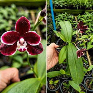 Phalaenopsis Miki Little Fox 'Pelórica 2 Olhos' X Phalaenopsis Hieroglyphica