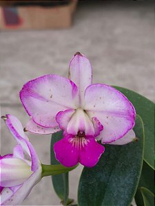 Cattleya walkeriana perfect blush ADULTA