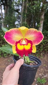 RLC. BARBARA JEWEL PLANTA ADULTA