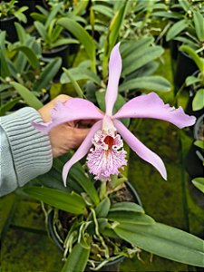 CATTLEYA MAXIMA TIPO X HADROLAELIA JONGHEANA ALBA