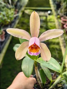 CATTLEYA FORBESII