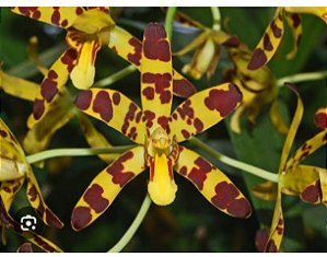 ANSELLIA AFRICANA PLANTA ADULTA