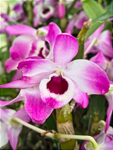 DENDROBIUM NOBILE ( OLHO DE BONECA )