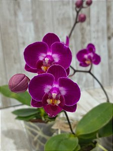 Phalaenopsis Younghome Focus ( Mini )