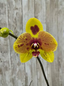 PHALAENOPSIS PHOENIX