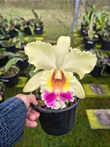 BLC MIRIAM SUZUKI X BLC SUZUKI´S YELLOW FLARE