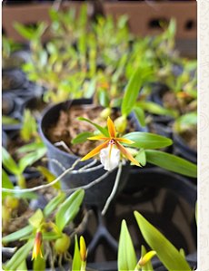 DINEMA POLYBULBON POTE 7 ( ADULTA )