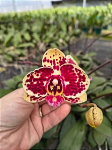 PHALAENOPSIS FLAMING X HAUR JIN