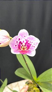 PHALAENOPSIS INOCENCE PLANTA ADULTA