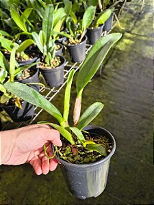 CATTLEYA HIBRIDA SELEÇÃO ESPECIAL ( LOTE MISTO )
