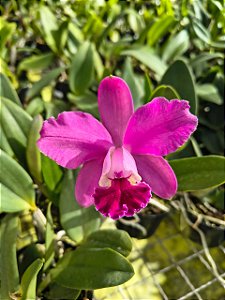 CATTLEYA DOLOSA RUBRA ( POTE 10 ) PRE ADULTA