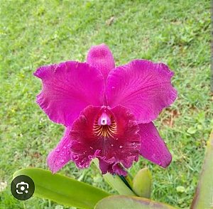 BLC EDISTO " NEW BARRY " ( POTE 10 ) PRE ADULTA