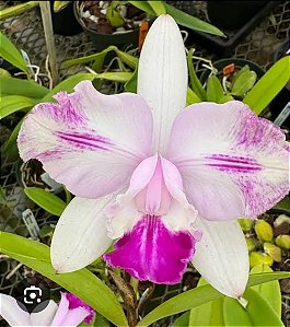 CATTLEYA INTERGLOSSA ( POTE 10 ) PRE ADULTA