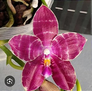 PHALAENOPSIS LYNDON MIX ZEBRA "278"