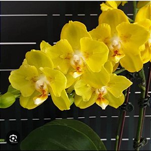 PHALAENOPSIS SOGO SHITO PELORIC 2 EYES ( MUDA PRE ADULTA )