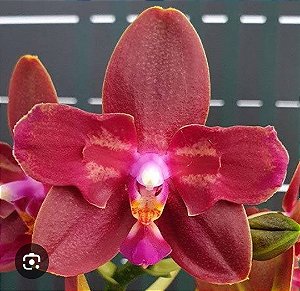 PHALAENOPSIS ZHENG MIN PARAKEET "3108" PELORICA 2 OLHOS