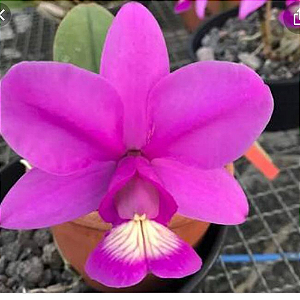CATTLEYA NOBILIOR TIPO CORTE NA MADEIRA