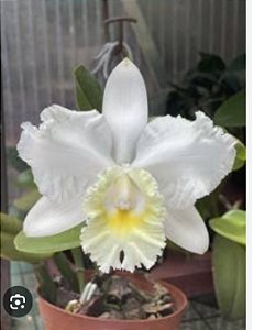 Cattleya Clark Herman ( pote 10) pré adulta