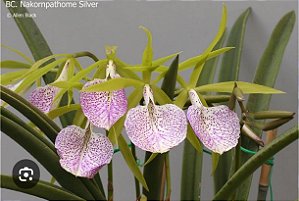 Bc. Nakornpathome Silver