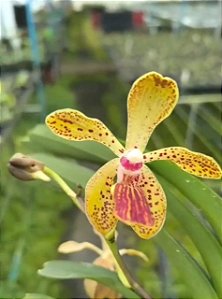 VANDA LAMBOKENSIS X VANDA CRISTATA