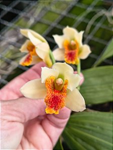 BIFRENARIA HARRISONIAE X BIFRENARIA VILELLINA