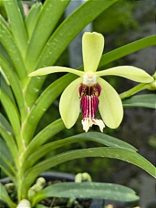 VANDA CRISTATA X VANDA BARNESII