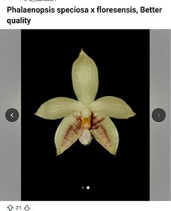 PHALAENOPSIS FLORESENSIS X SPECIOSA ( LOTE A FLORIR )